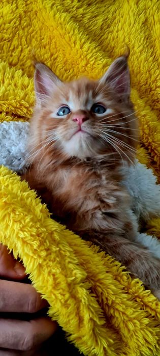 Maine Coon Rudy kocurek śliczny