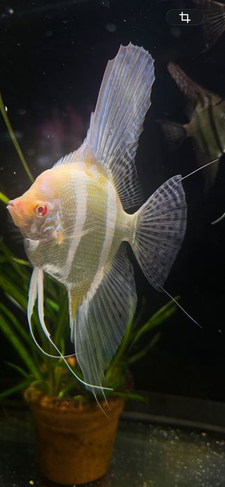 Dorosły samiec Albino Rio Nanay f2.