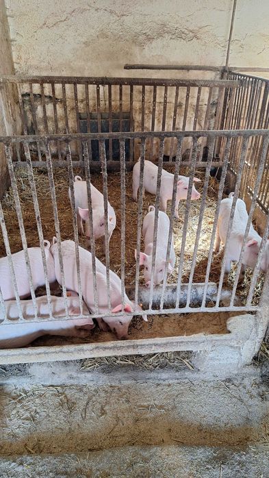 Sprzedam prosięta