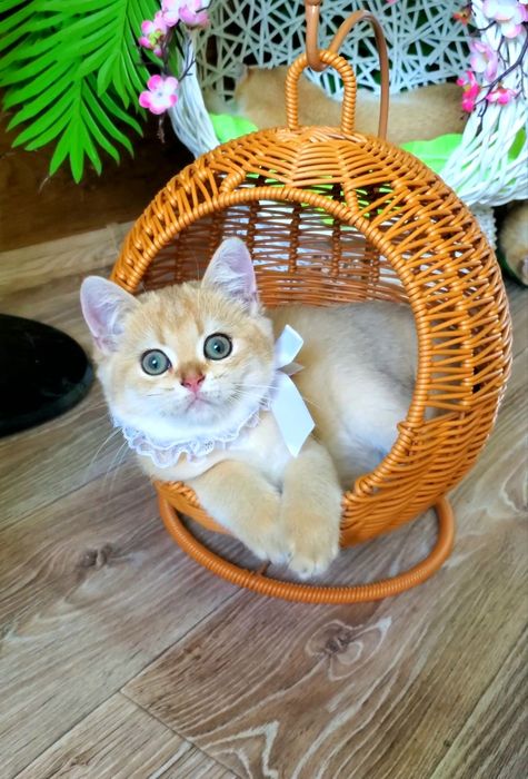 Нежные малыши для души. Котята золотая шиншилла.