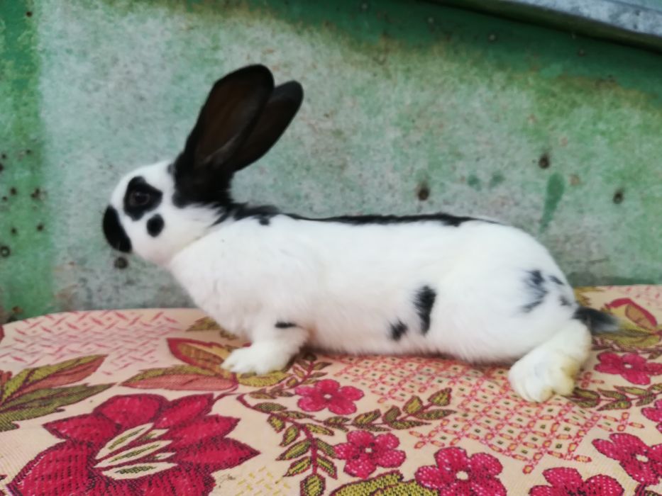 Німецький строкатий велетень (строкач)