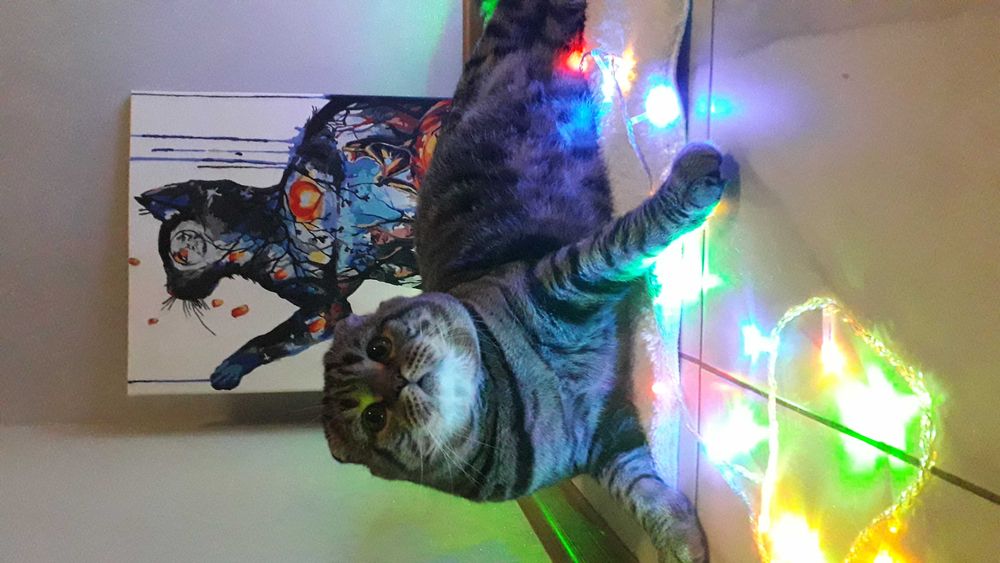 Вязка Кота Шотландец