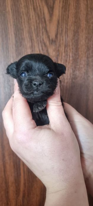 Мініатюрний мікро хлопчик чіхуа хуа 2 міс