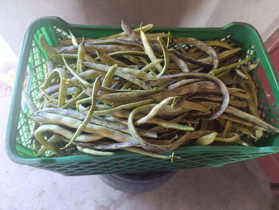 Vendo Feijão verde
