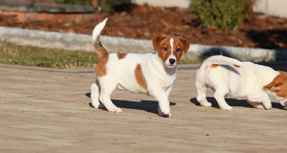 ARES Jack Russell Terrier ZKwP (FCI) -z wzorcowej hodowli piesek