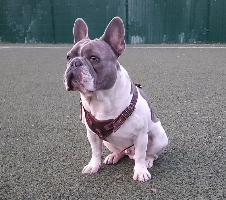 ВЯЗКА Французский Бульдог!!!