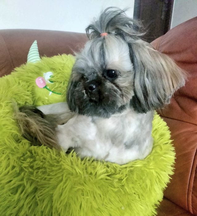 Shih tzu piesek FCI