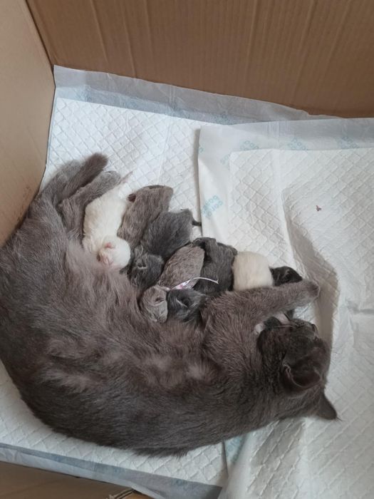 Daryl piękny kot brytyjski czeka na randke