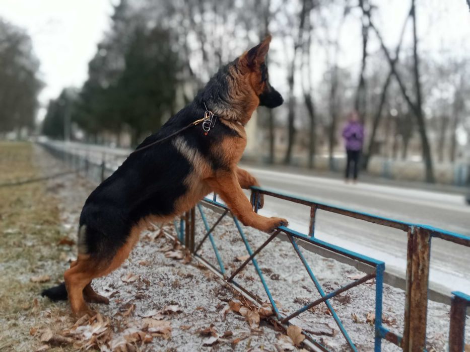 щенки немецкой овчарки