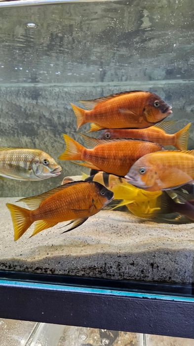 Petrochromis Red Bulu point 8-10 cm