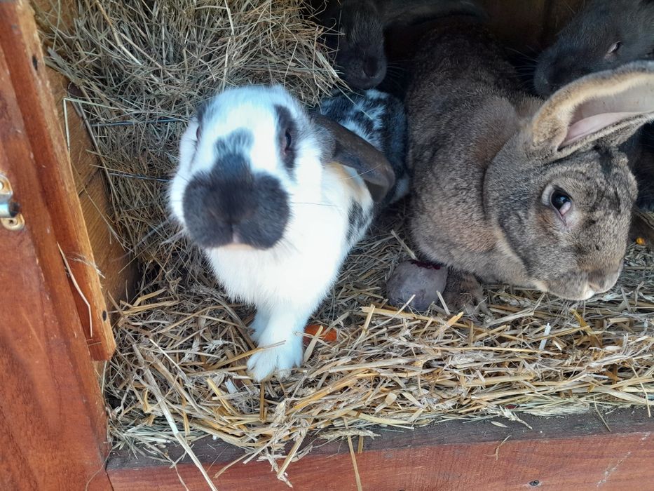 Sprzedam króle Mlode