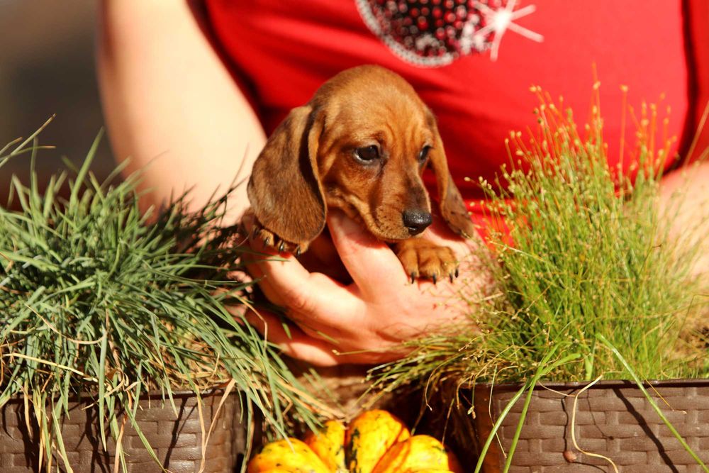 Jamnik króliczy krótkowłosy ZKwP/FCI cudny AMIGO
