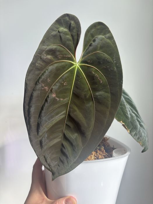 Anthurium Goliath - klon
