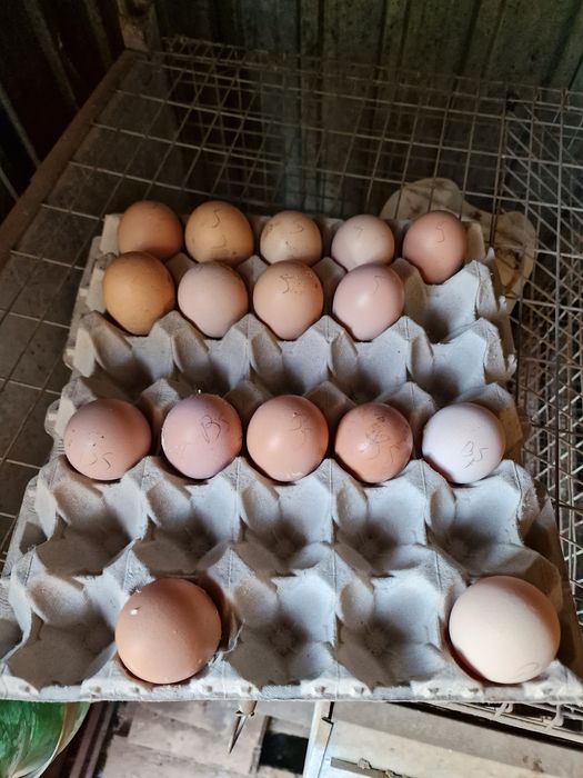 Vendo ovos galados,pintos e galos em Portimão