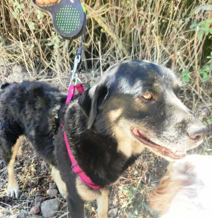 Bispo - Cão grande para adoção