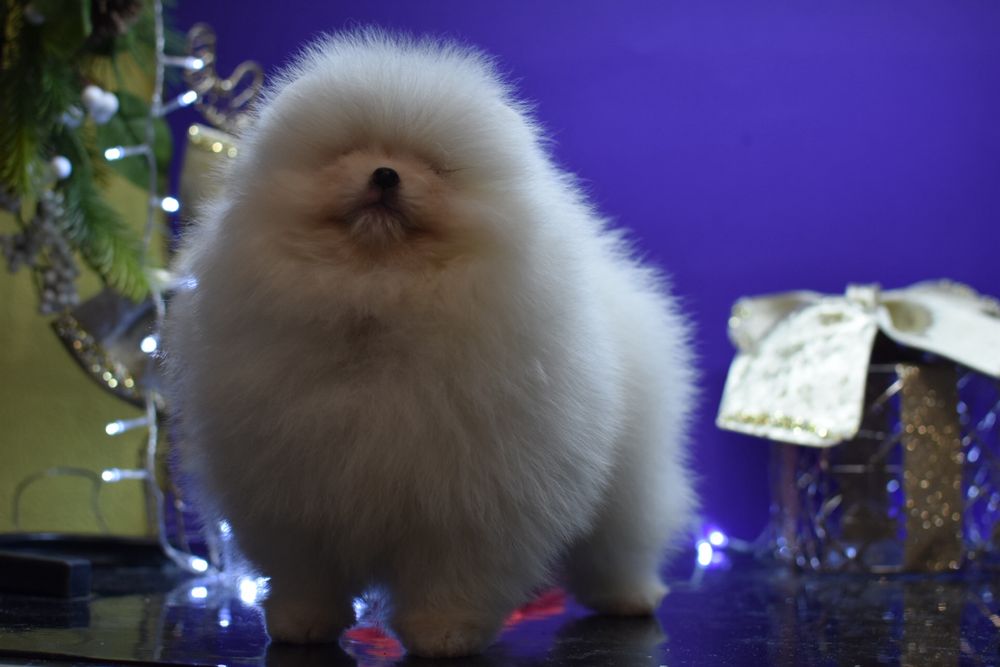 Золотий хлопчикк шукає маму )