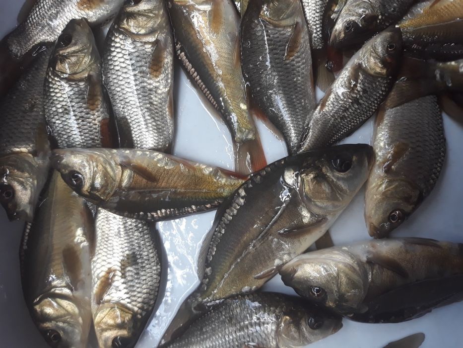 Karp narybek stawowy