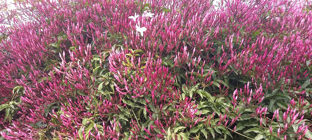 Construção e Manutenção de Jardins