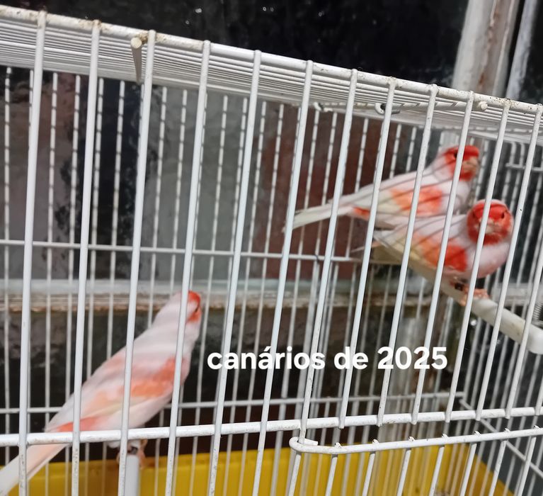 Canários mosaico de 2025