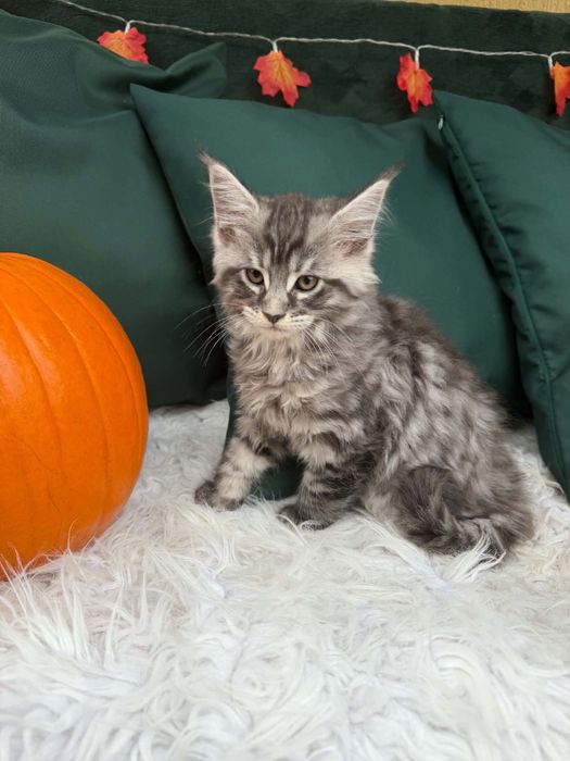 Maine Coon - kocurek