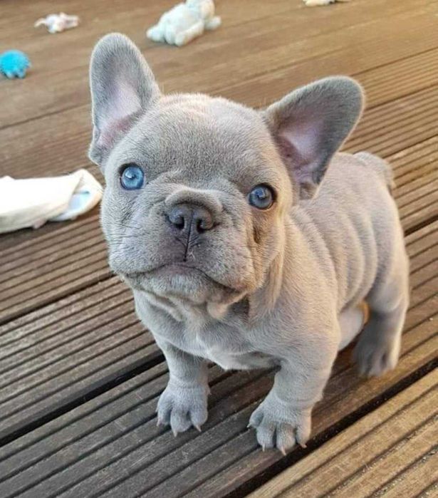 Buldog Francuski  LILAC Platinum  Blue Liliowy Isabella