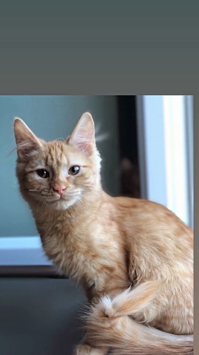 Отдам рыжего котенка, мальчик, 4 месяца