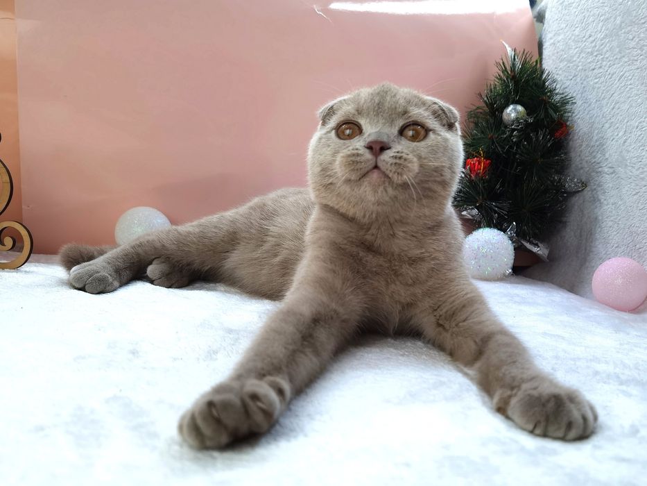 Лиловая вислоухая кошечка с документами и прививками