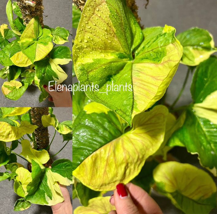 Сингониум Dark Purple, Pink Splash Dark Fat Leaf, Scrambled Eggs