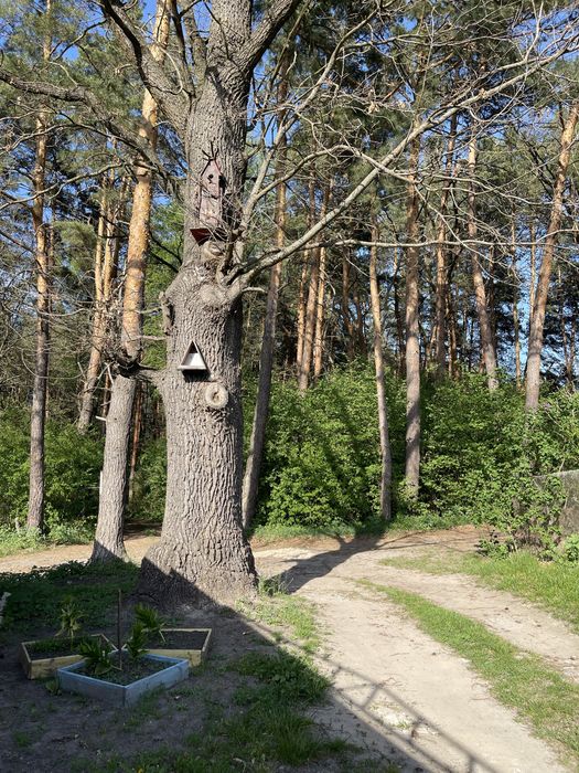 Малютянка продам модульний будинок ( ДАЧУ)  в лісі біля озера