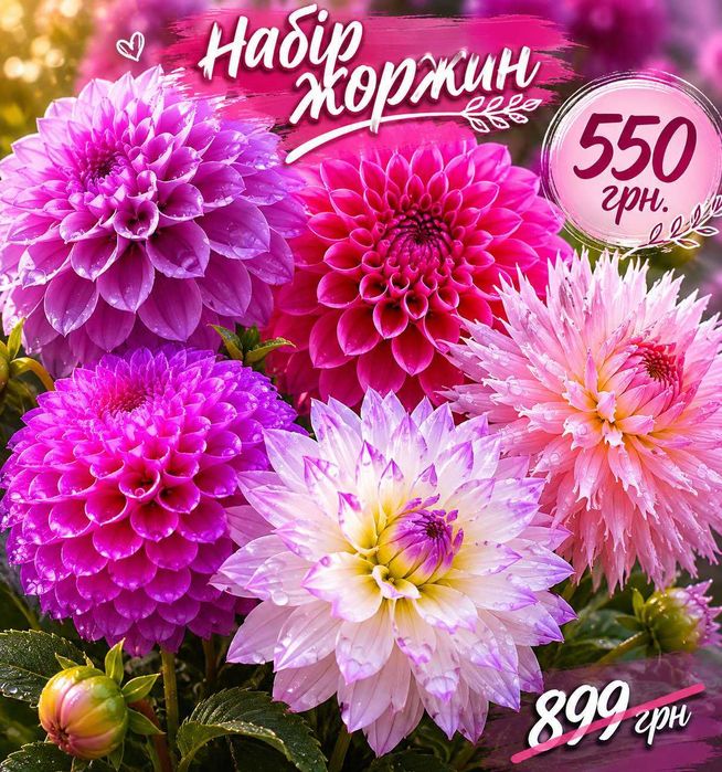 Набір жоржин 5 шт