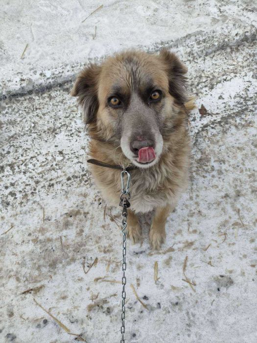 Ищем семью для собаки