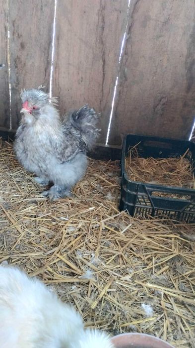 Koguty silki sprzedam