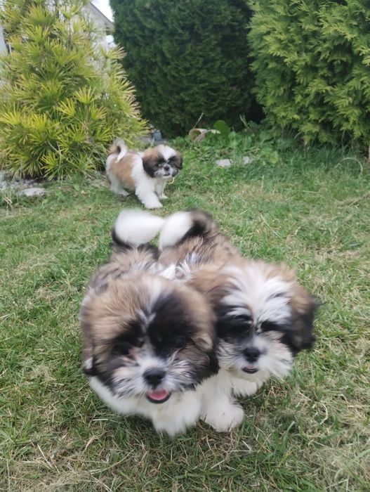 Shih Tzu suczka tricolor