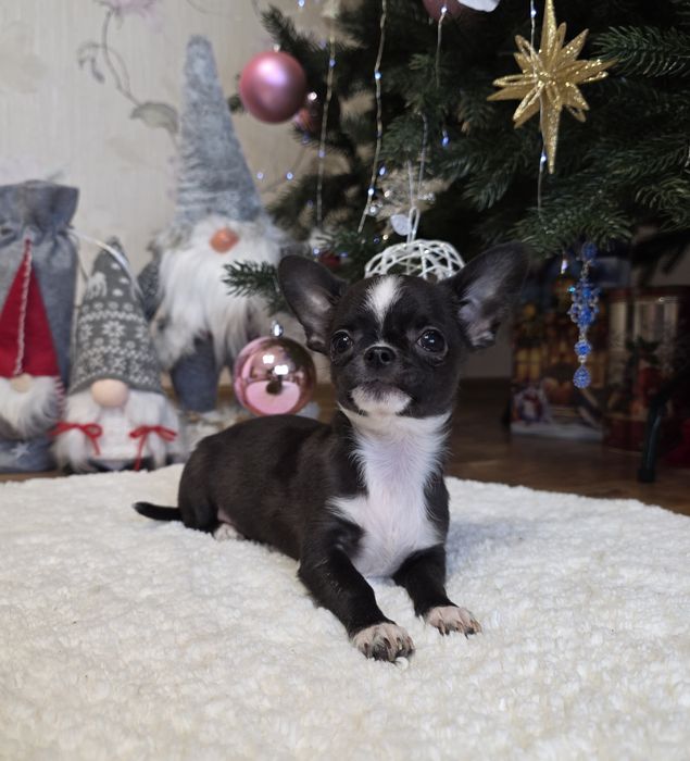 Міні чихуахуа. Хлопчики.