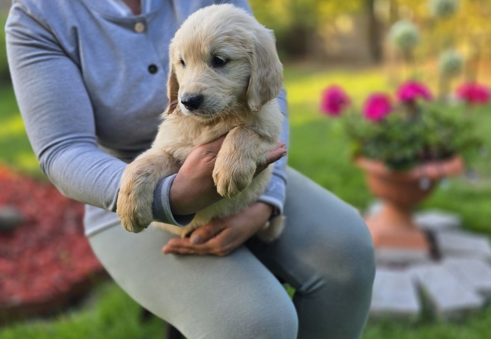 Golden retriever szczeniak