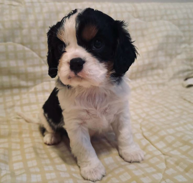 Cavallier King Charles - cudny chłopczyk!