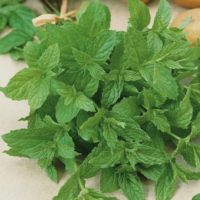 Syrop miętowy 500 ml