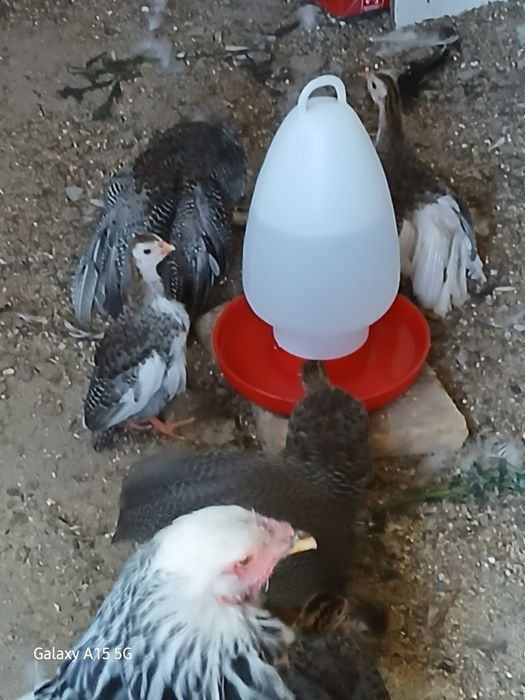 Fracas para venda