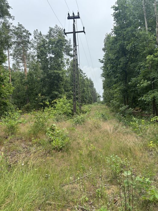 Sprzedam drzewo budowlane i opalowe