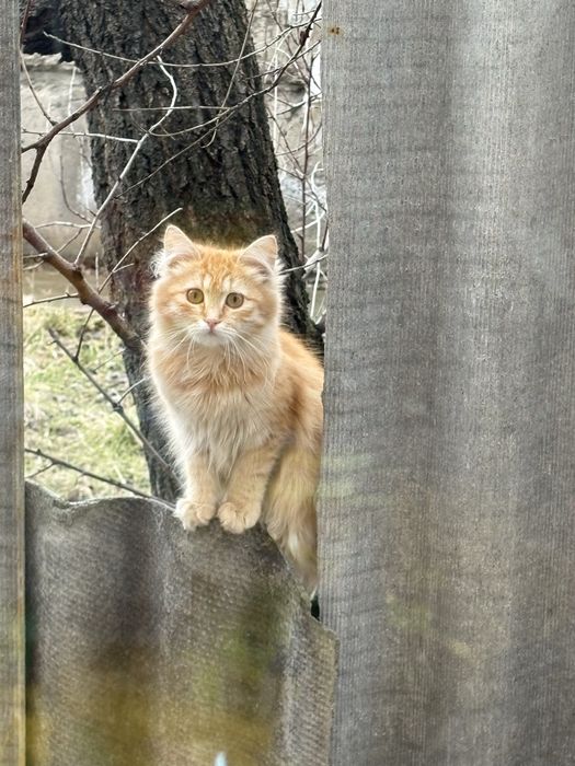 отдам кошечку в добрые руки