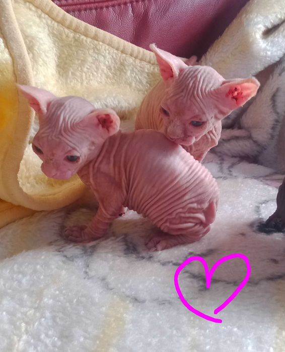 Sphynx de qualidade