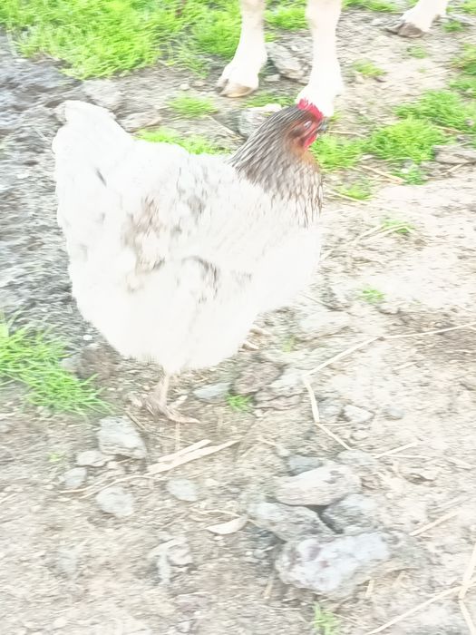 Ovos galados de raça