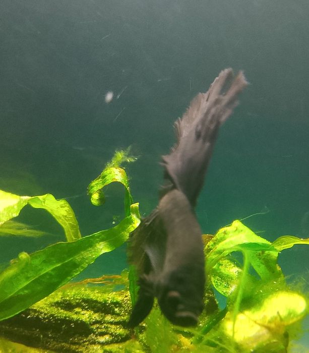 Ryba Bojownik samiec