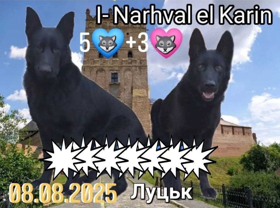 Вівчарки чистокровни чорни короткошерсни