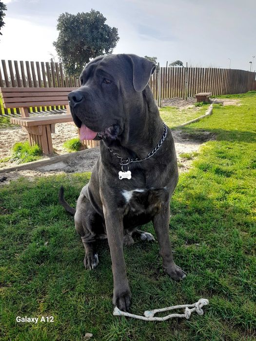 Cane corso p/acasalar