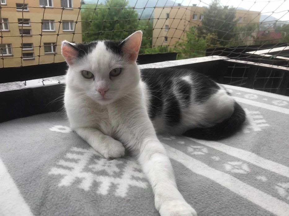 Kotka Czesia szuka cudownego domku