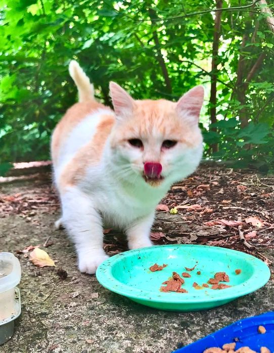 Шикарний молодий котик