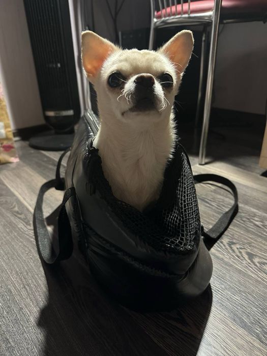 Переноска для маленьких собак