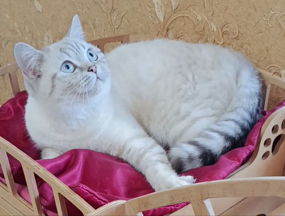 Мальчик шиншилла поинт