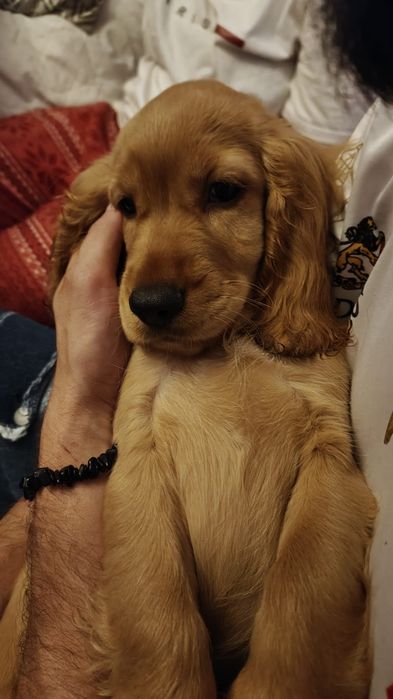 Cocker Spaniel suczka 4 miesiace